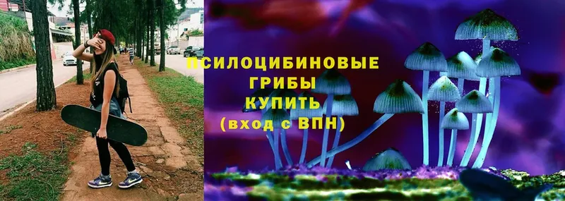 Галлюциногенные грибы Psilocybine cubensis  Карачаевск 